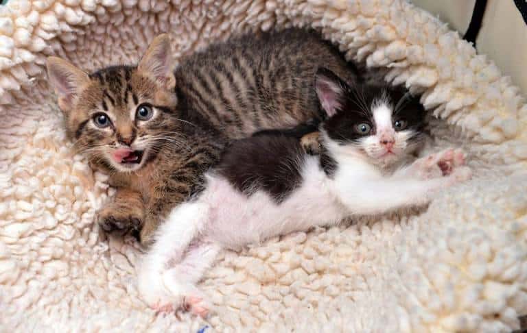 Mother Cat Taking Kitten Away From Litter Mother Cat Taking Kitten Away From Litter