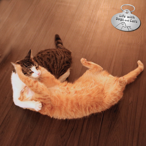 We Chat With the Co Founder of NYC s First Cat Cafe Catster We Chat With the Co Founder of NYC s First Cat Cafe Catster