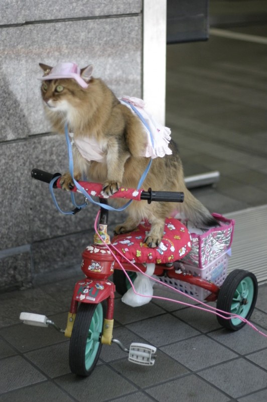 13 Biker Cats Catster