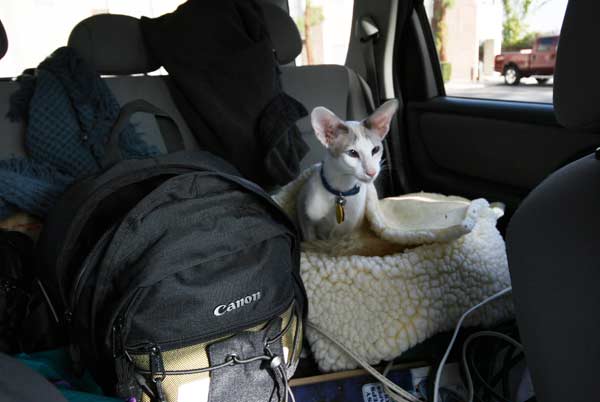 traveling with your cat
