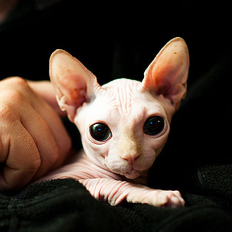 Best Food For Hairless Cats Best Food For Hairless Cats
