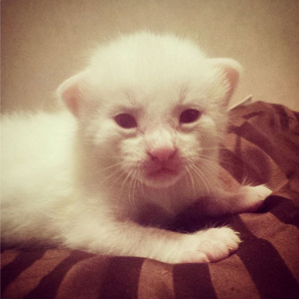 An albino cat. 