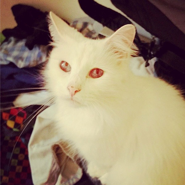 An albino cat. 