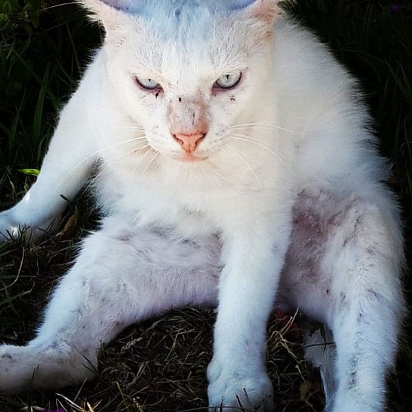 A dirty white cat outside. 