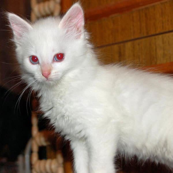 an Albino Cat and a White Cat 