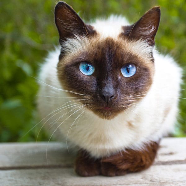 A Siamese cat has some degrees of albinism. 