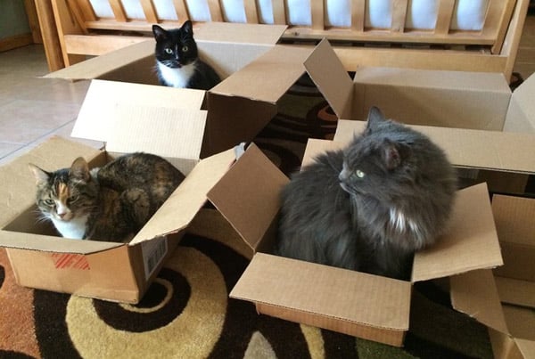 Which Size Cardboard Box Is Best My Cats Make the Call Which Size Cardboard Box Is Best My Cats Make the Call