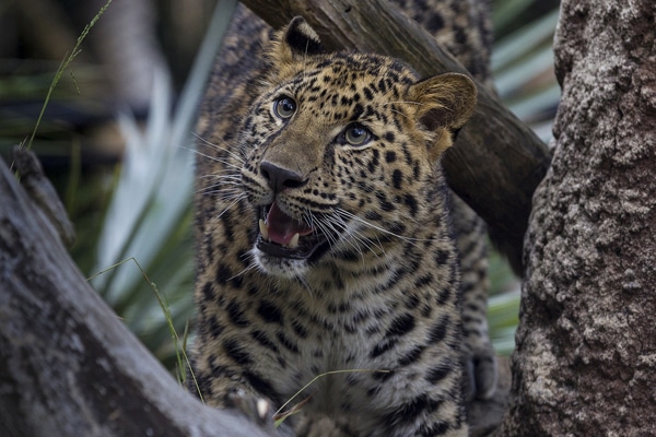 The San Diego Zoo’s Rare Amur Leopard Cubs Inspire Hope - Catster