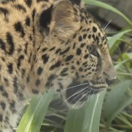 The San Diego Zoo's Rare Amur Leopard Cubs Inspire Hope - Catster