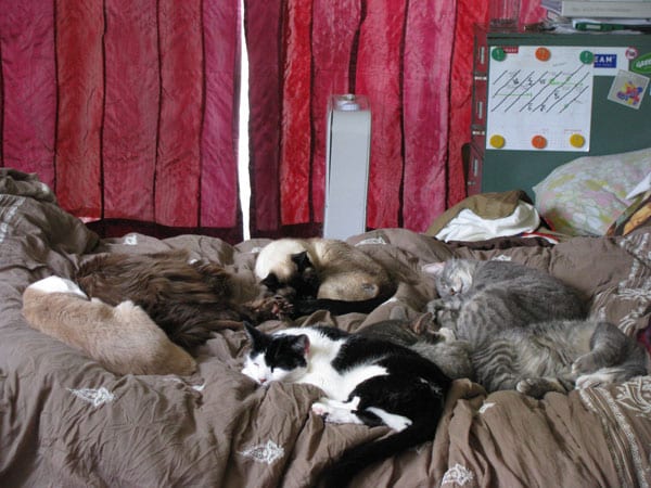 Multi-Cat Households, Housing Multiple Cats