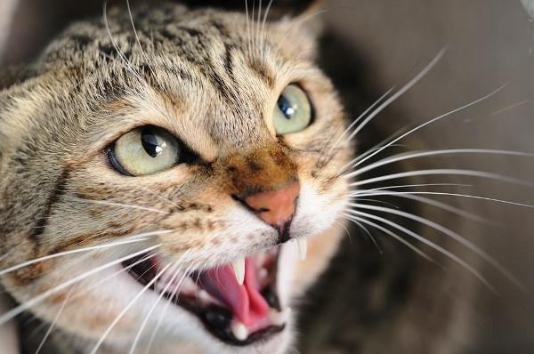 What are the top dental diseases in cats? 
