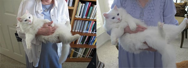 Anne Rice’s Prince Oberon Grows Up to be Majestically