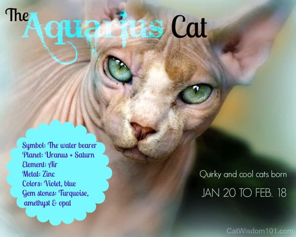 Kitty Horoscope: February Belongs to Aquarius Cat, the ...