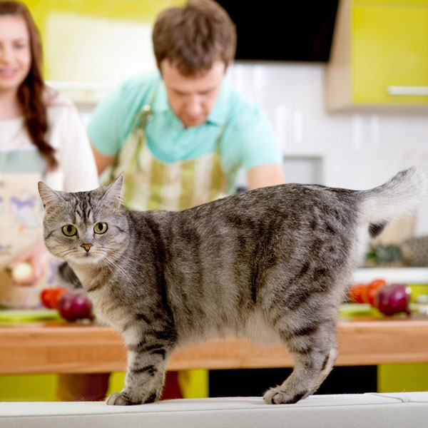 Can Cats Eat Artichokes Or Asparagus Catster