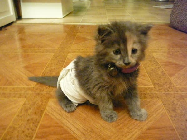 baby kitten diapers