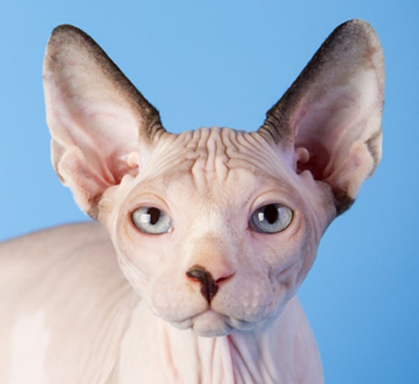 We Ask A Sphynx Cat What Its Like To Be Bald Catster