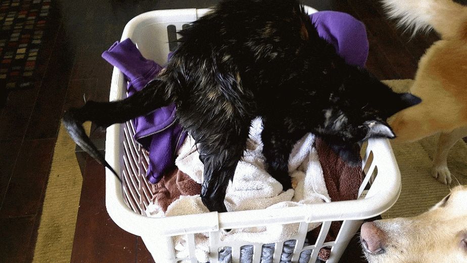 6 Ways My Cats Enable My Procrastination Catster