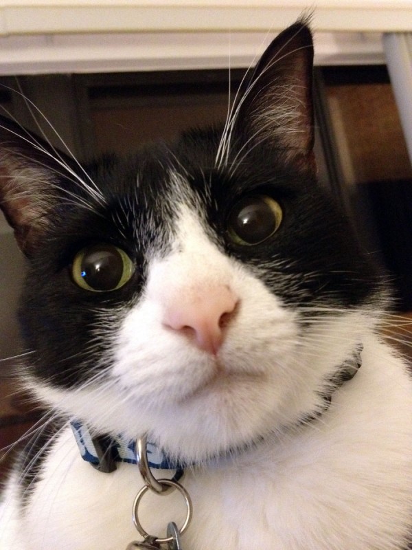 Moo's Musings: Cats Don't Do Time Changes - Catster