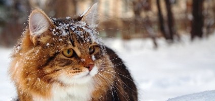 do feral cats get cold