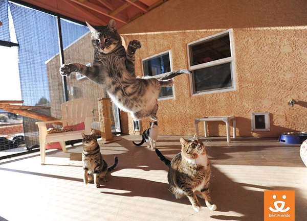 Vacation Destinations We Love The Best Friends Animal