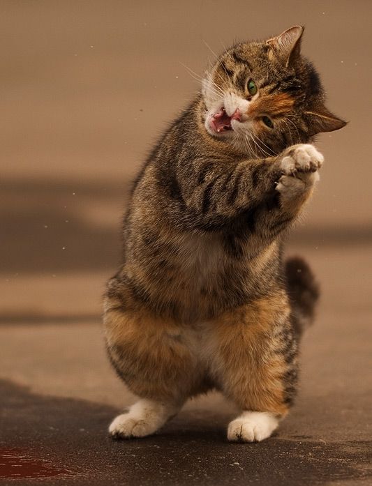 tabby tuesday the happy
