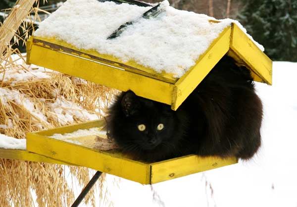 feeder mice near me feeder mice near me