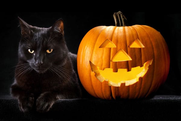 For Halloween, We Take Time to Praise the Black Cat - Catster