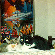 Snapshots From My Life Reveal Two Constants: Black Cats and “Star Trek