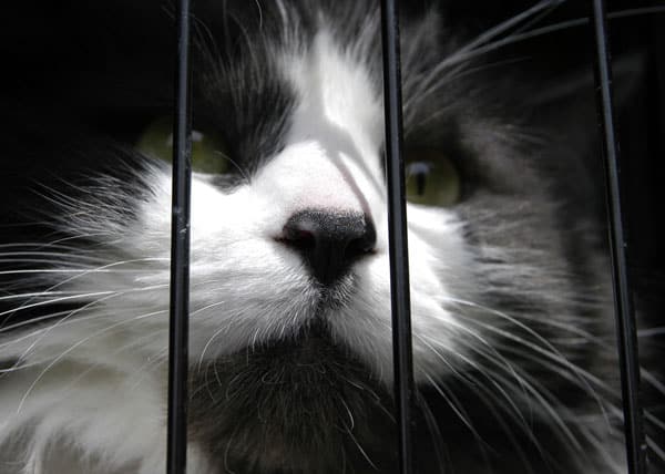 surrendering my cat near me