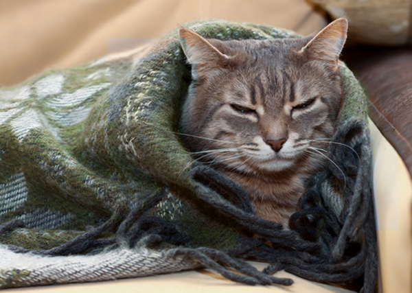 40 Blankets for Cats, Ranked - Catster
