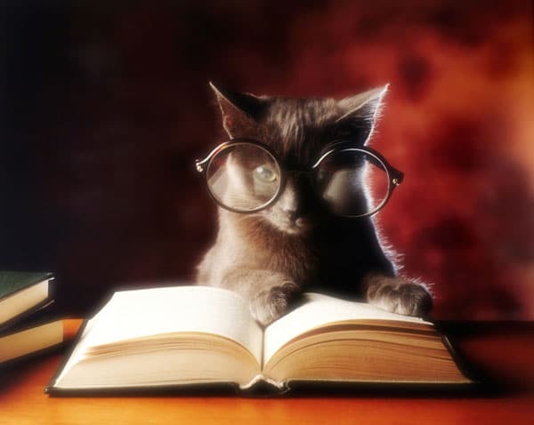 brainy-cat-reading.jpg