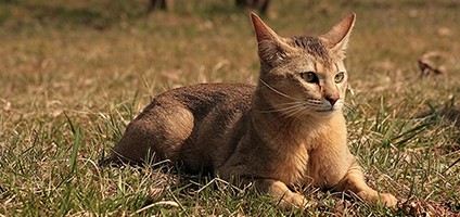 Get to Know the Chausie: From the Jungle to Your Living Room - Catster