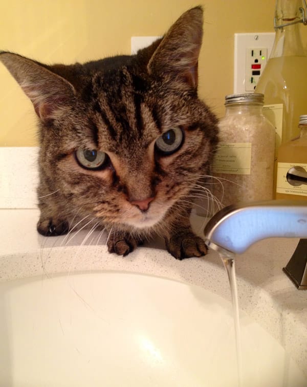 Four Ways Cats Crack Us Up Without Fail Catster