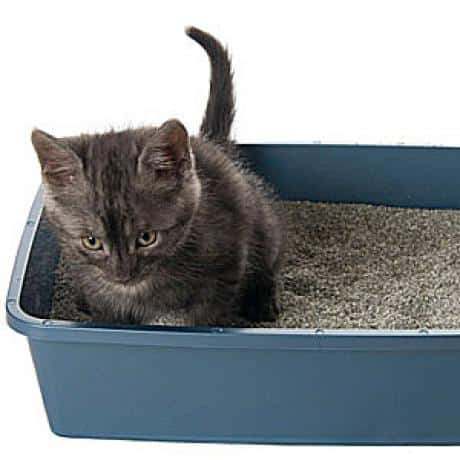 introducing cat to litter box