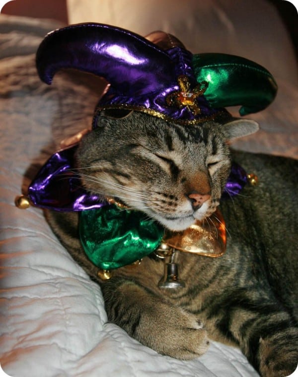 mardi gras cats