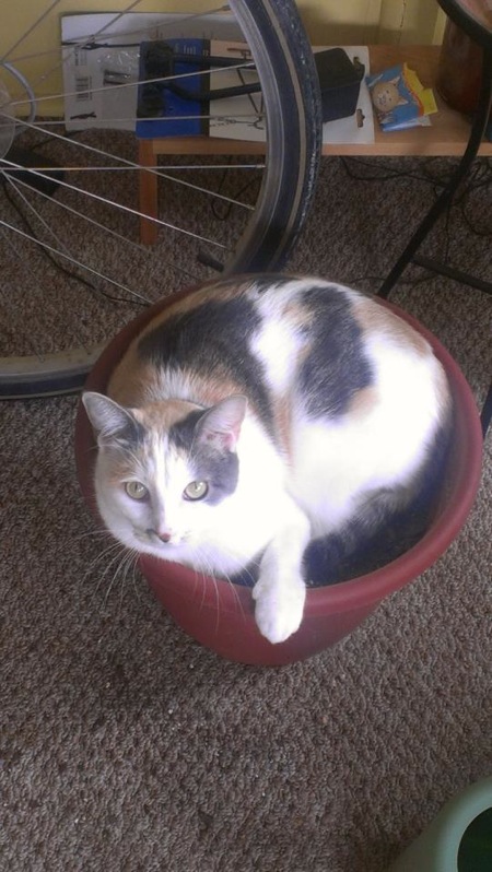 5 Reasons Calico Cats Are Endlessly Interesting to Me - Catster