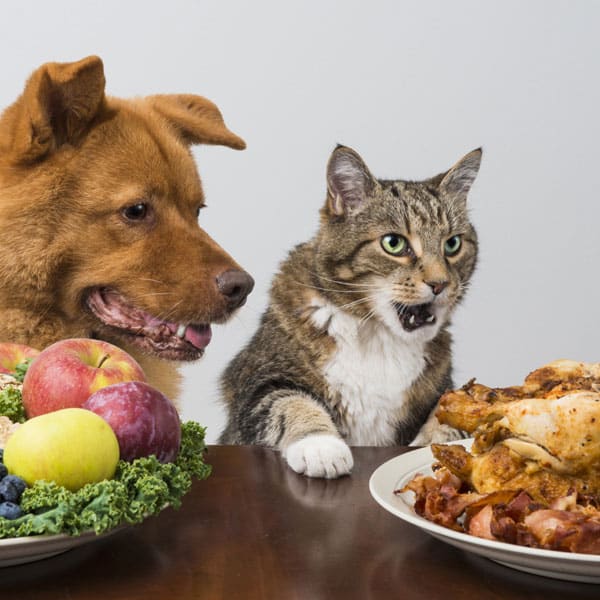 Cats Should NOT Be Vegetarians - Catster
