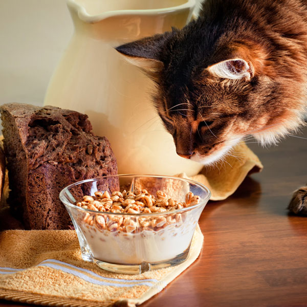 Can Cats Eat Granola Bars Catster