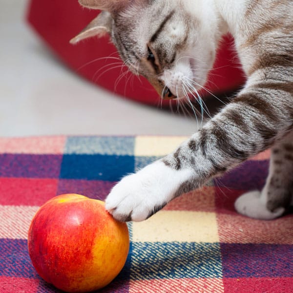 Can Cats Eat Peaches? Catster