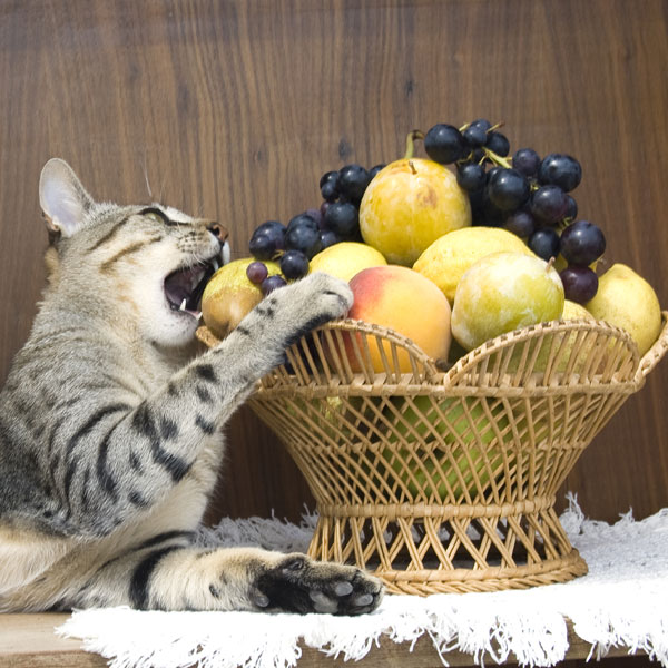 Can Cats Eat Peaches? - Catster