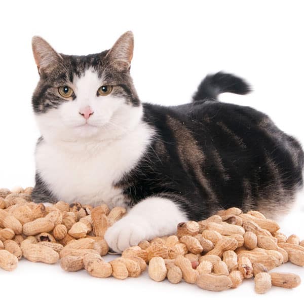 Can Cats Eat Peanuts? Catster