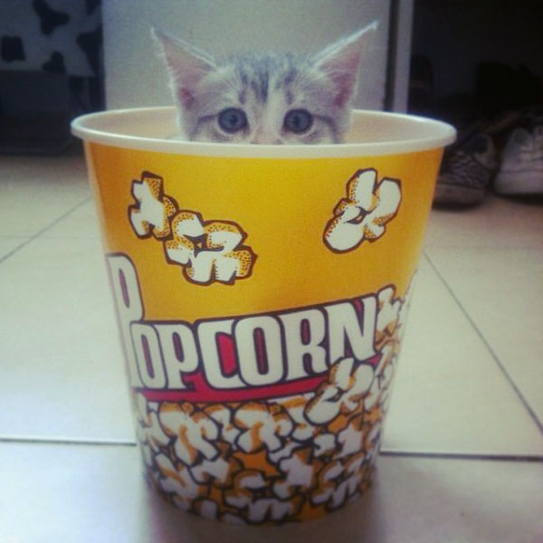 Can Cats Eat Popcorn? - Catster
