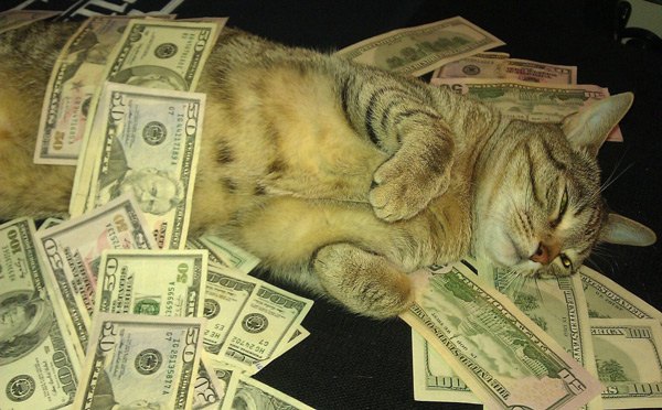 Delightful Why Do Cats Roll Around Photography