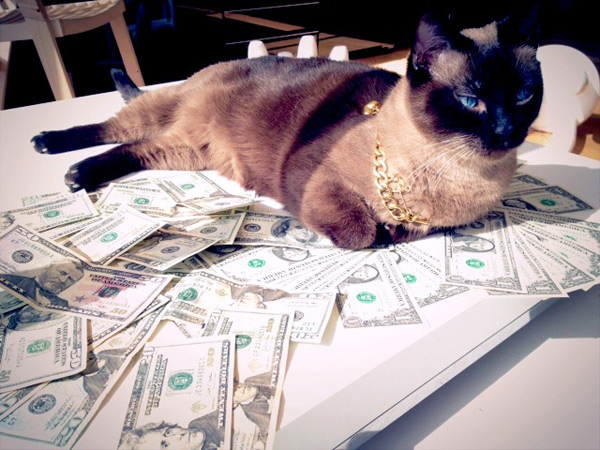 10 Cats Rolling Around in Cash Catster