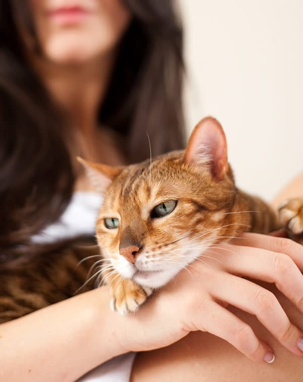 10-unconventional-ways-to-pimp-out-adoptable-cats-catster