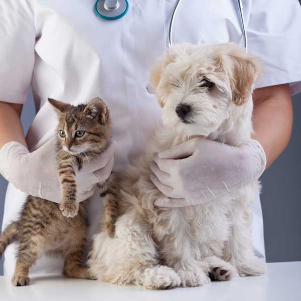 dogs and cats veterinary