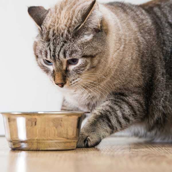 A cat with a bowl of food. 