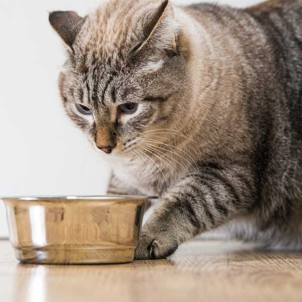 cat licking food but not eating