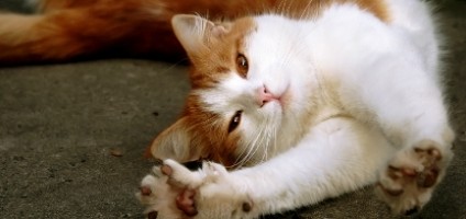 Cat flirting behaviour [PUNIQRANDLINE-(au-dating-names.txt) 68