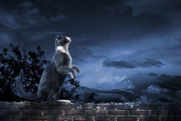 A cat on a brick wall at night.